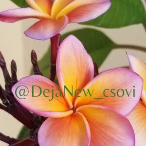 CLOSET CLEAROUT❣️ NEED ROOM FOR NEW INVENTORY🛒